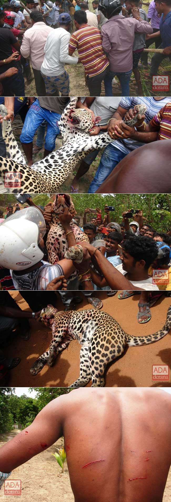 leopard-killed-villagers-kilinochchi (1)