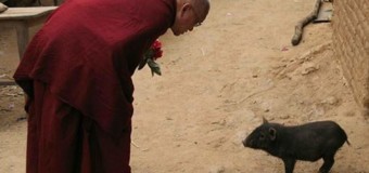 Capitalist society in disarray – Buddhist compassion, right livelihood and Buddhist banking/economics is the answer