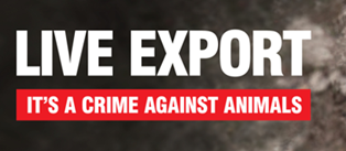 Should Sri Lanka’s civilizational values be replaced with animal cruelty & export of goats for slaughter?