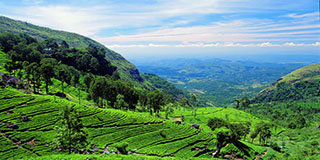 How can Sri Lanka celebrate Tea Industry ignoring the lands confiscated by the Kandyan peasantry?