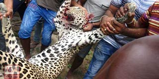 Northern Tamils: Killing an innocent leopard is no way to take revenge on LTTE for losing to the Military