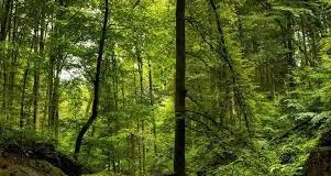 පරිසර තක්කඩි