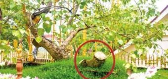 ජය ශ්‍රී මහා බෝ සමිදුට වින කැටූ ජේමිස් අප්පුහාමි