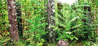 “කුරුන්ද”  පුරාවිද්‍යා භූමිය  ලංකාවේ උතුරු ප්‍රදේශයේ පිහිටි ඉපැරණි පුද බිමකි.