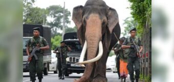 නැදුන්ගමුවේ රාජාගේ නිවීම සහ ලිබ්බන්ගේ ජාතකත්වයේ අවුල